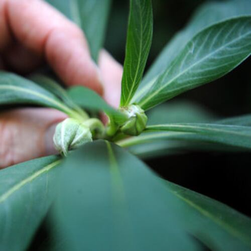 Confidence grows much like a plant: with time, care and a supportive environment that helps it take root and flourish. (Hyosub Shin/hshin@ajc.com)