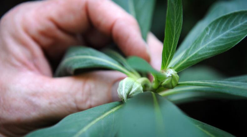 Confidence grows much like a plant: with time, care and a supportive environment that helps it take root and flourish. (Hyosub Shin/hshin@ajc.com)
