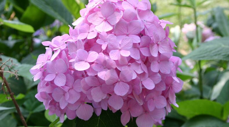 Adding garden lime is usually necessary to have pink hydrangea blooms. CONTRIBUTED BY WALTER REEVES