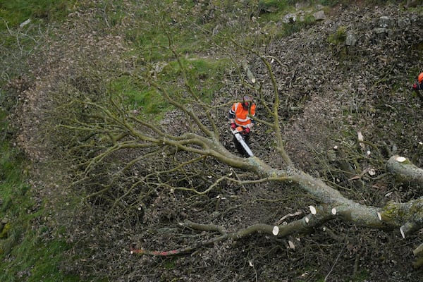 FILE - The felled Sycamore Gap tree is removed at Hadrian's Wall in Northumberland, England, Oct. 11, 2023. (Owen Humphreys/PA via AP, File)