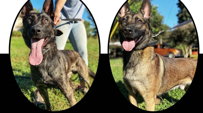 The Dunwoody Police Department is asking the community for help with naming its two new police dogs.