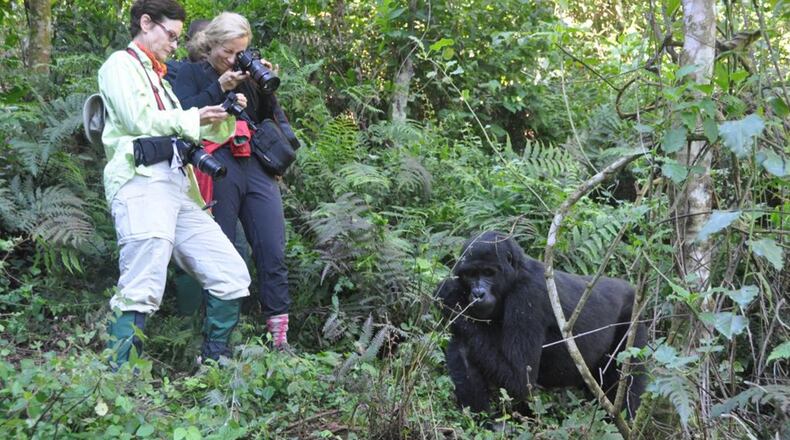 Our gorilla trek into the wilds of Uganda’s Bwindi National Impenetrable Forest brought us face-to-face with the 15-member Rushegura group, including this mother and baby. (Stetson Glines/Fivestarstounderthestars.com)