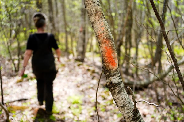 A blaze painted on a tree with temporary surveyor's paint is seen on a tree during Heather Donahue's walk on a rural road, Tuesday, May 13, 2025, in Freedom, Maine. (AP Photo/Robert F. Bukaty)