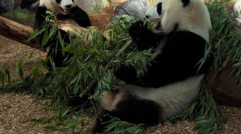 Mei Lun and Mei Huan enjoy a bamboo meal at their Zoo Atlanta home. Now 3 years old, the twin pandas will be moving to China on Nov. 3. CONTRIBUTED BY ZOO ATLANTA