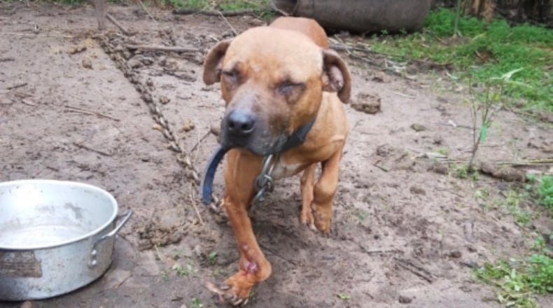 This dog was among the 168 rescued this week in Middle Georgia. (Photo: U.S. Attorney's Office in Middle Georgia)