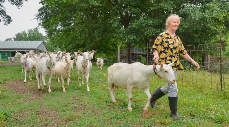 Mary Rigdon, owner of Decimal Place Farm, leads a herd of goats from the barn to one of their grazing areas near the creek on the property in Conley. Chris Hunt for The Atlanta Journal-Constitution