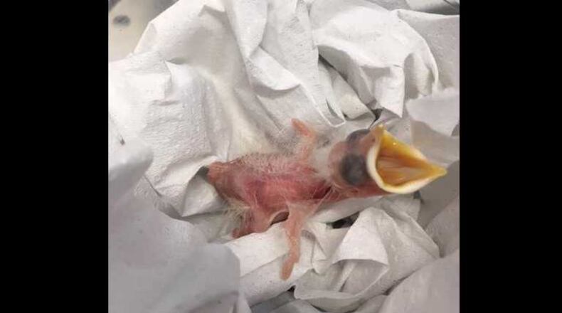 A critically endangered Bali mynah hatched at Zoo Atlanta April 27, 2017. The chick is two days old in the photo.