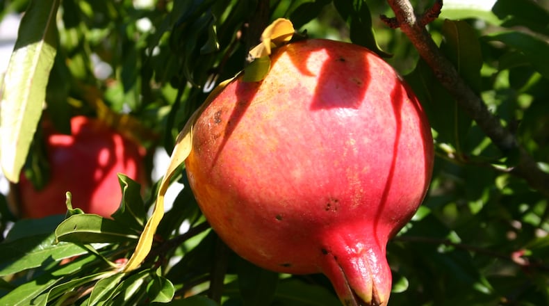 A pomegranate shrub produces delicious fruit and gorgeous flowers. (Walter Reeves for The Atlanta Journal-Constitution)