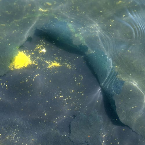 A peeling section of blue coating is seen in the Lincoln Memorial Reflecting Pool, Saturday, June 20, 2026, in Washington. (AP Photo/Mark Schiefelbein)