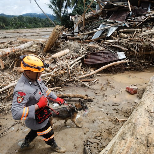 A rescuer leads a sniffer dog during a search operation for flood victims in Batang Toru, North Sumatra, Indonesia, Wednesday, Dec. 3, 2025. (AP Photo/Binsar Bakkara)