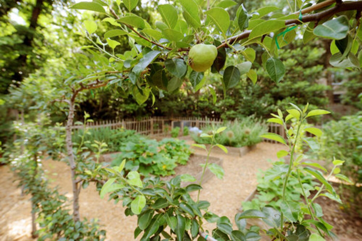 A wooded Druid Hills garden planted with TLC