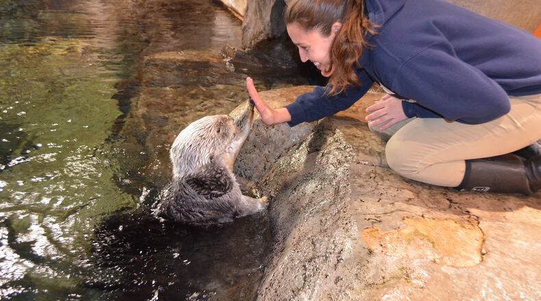 Oz the sea otter, 18, suffered several seizures Tuesday night and never regained mobility. CONTRIBUTED: GEORGIA AQUARIUM