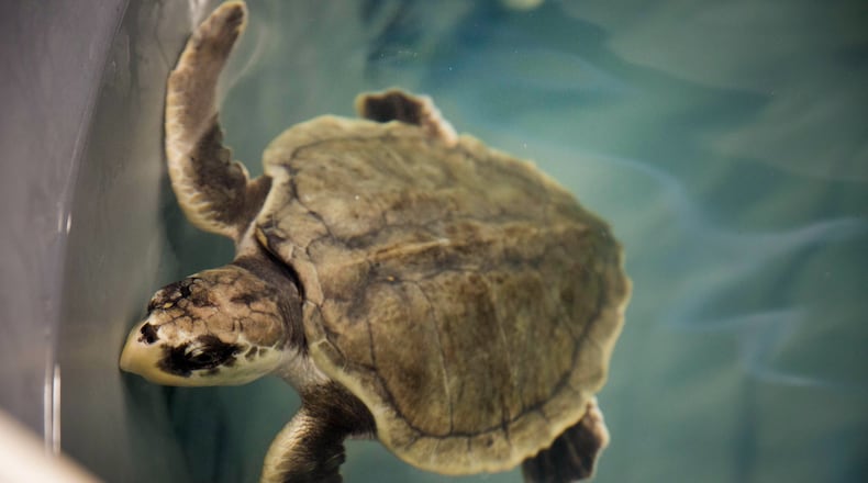 A sea turtle from the Georgia coast floats in a tank at the Georgia Aquarium. The aquarium is tending to turtles brought to the aquarium from the Georgia Sea Turtle Center on Jekyll Island last weekend. The Jekyll Island facility was evacuated as both staff and turtles escaped the threat of Hurricane Matthew. Photo: courtesy Georgia Aquarium