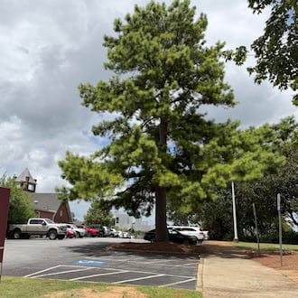 It's a loblolly pine, obviously. (Fletcher Page/AJC)