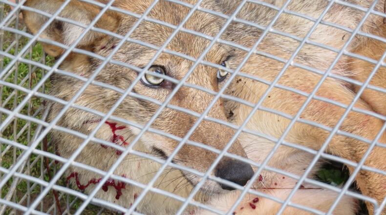 Coyote trapper Tim Smith, hired by Sandy Springs residents, caught three coyotes in 10 days. The largest was caught Sunday, June 5, 2016.