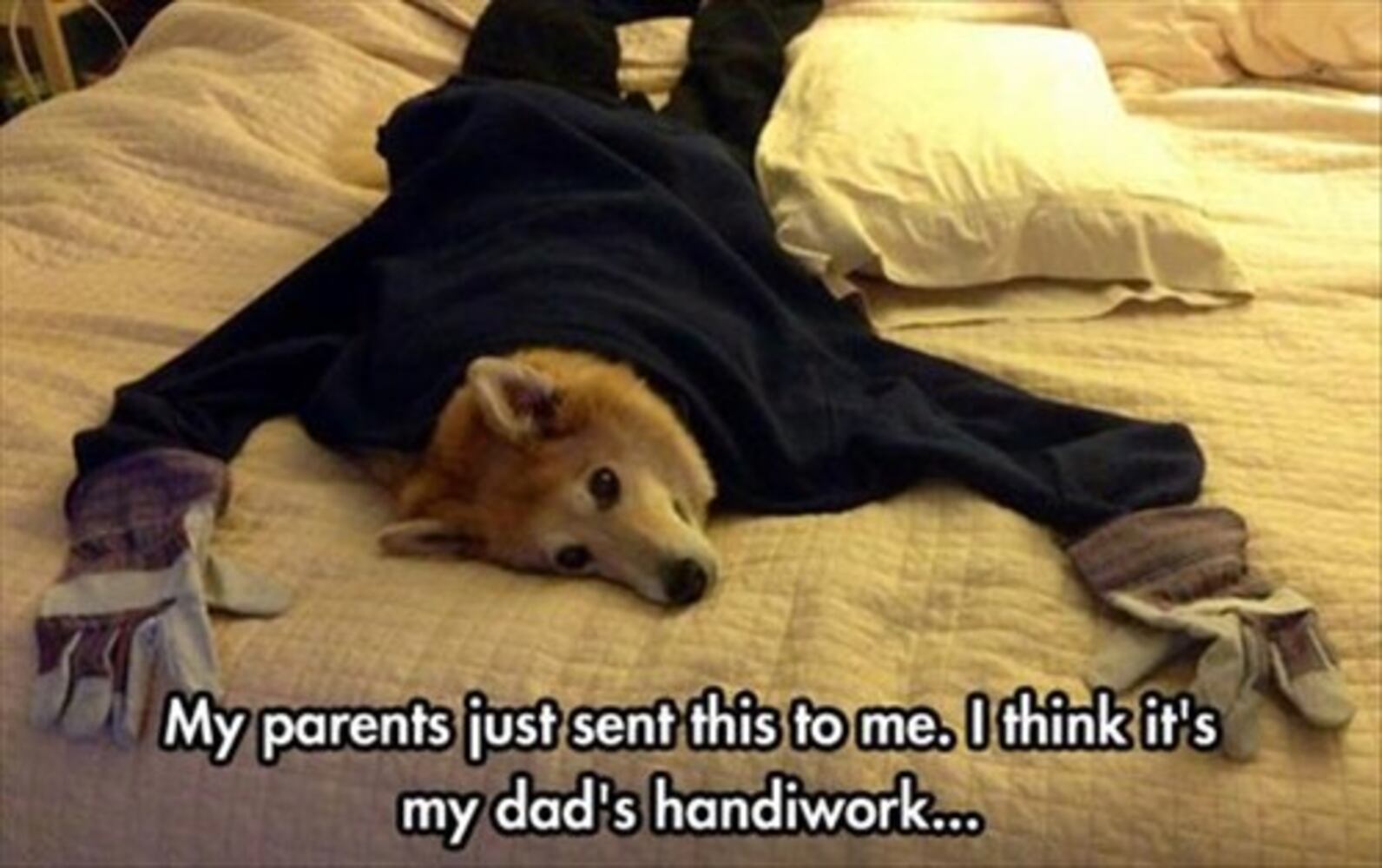ihasahotdog.com