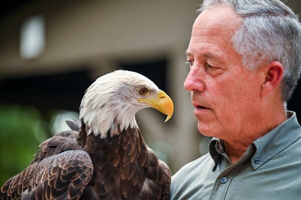 Steve Hein, who is executive director of the Georgia Southern's Center for Wildlife Education and a master falconer, trains Freedom II. (Sarah Peacock for the AJC)