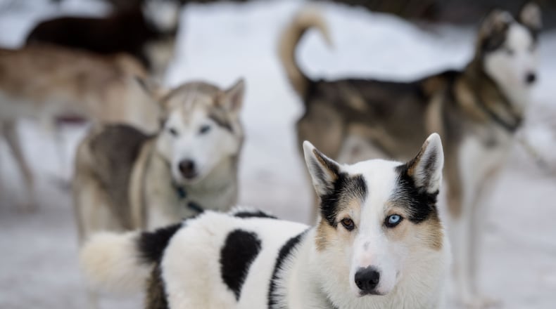 A new study concludes dogs know when people are mean and rude and they judge people accordingly.