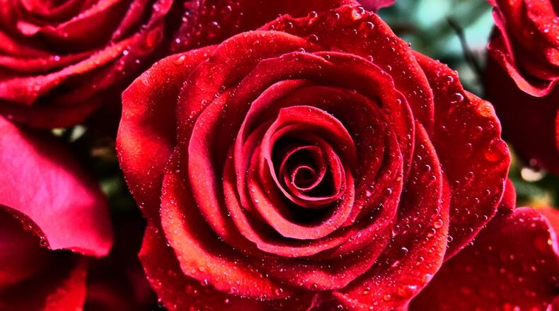 Steve Pearson of Decatur shared this photo he called, “Valentine’s Day Roses.” Contributed.