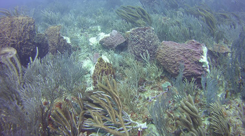 Diver and contributor John Fine reports significant damage in the Flower Garden coral reef area off The Breakers.
