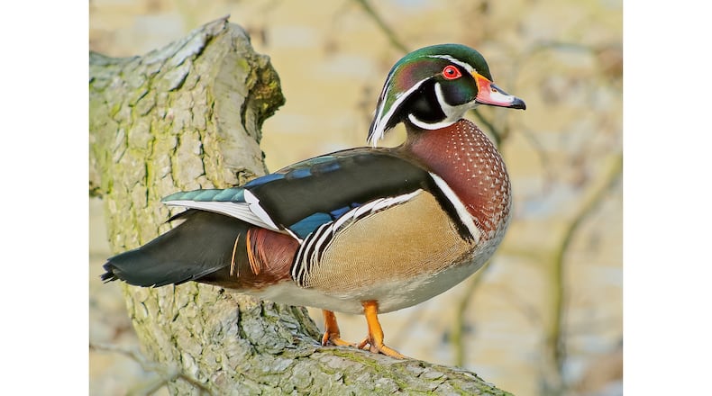 The wood duck is the most common wild duck species in Georgia. The male (shown here) is considered to be the most beautiful duck in North America. (Courtesy of Frank Vassen/Creative Commons)