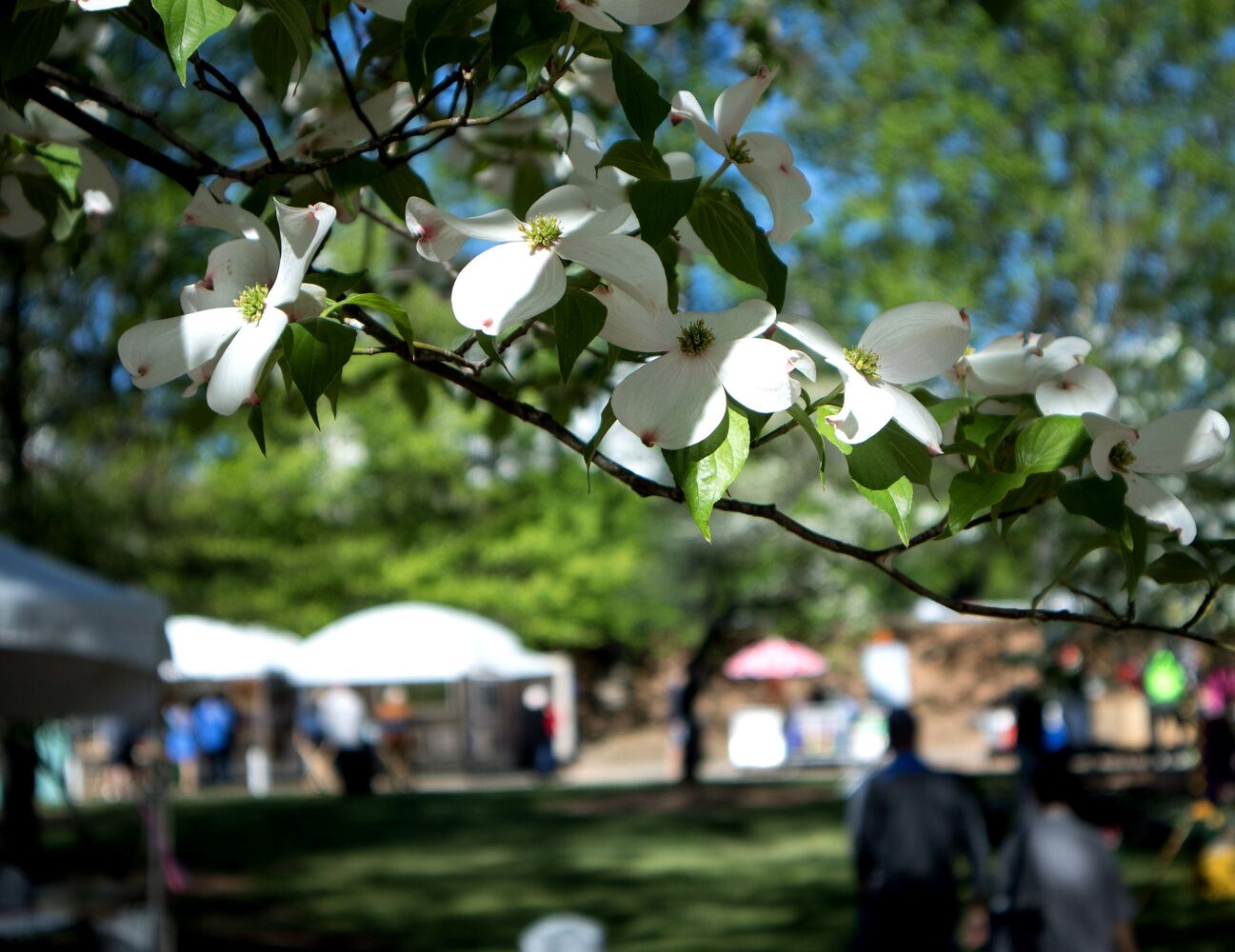 81st Annual Atlanta Dogwood Festival