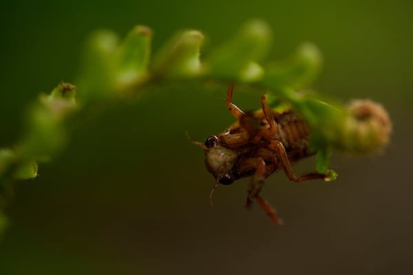 A periodical cicada nymph climbs to the end of a fern frond, Friday, May 16, 2025, in Cincinnati. (AP Photo/Carolyn Kaster)