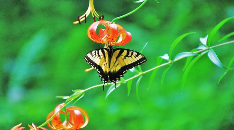 An Eastern tiger swallowtail butterfly sips nectar from a Turk's-cap lily at Black Rock Mountain State Park in Rabun County. The native Georgia lily blooms in July. (Charles Seabrook for The Atlanta Journal-Constitution)
