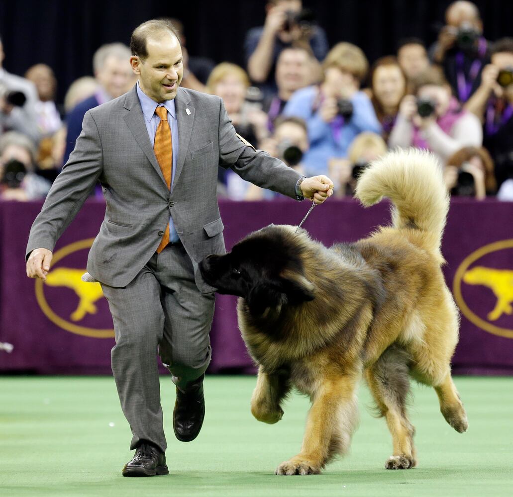 140th Westminster Kennel Club Dog Show