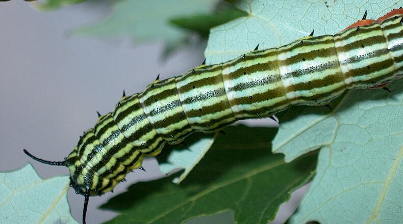 Orange striped oakworm feeds on oak trees for only a short time. PHOTO CREDIT: Walter Reeves