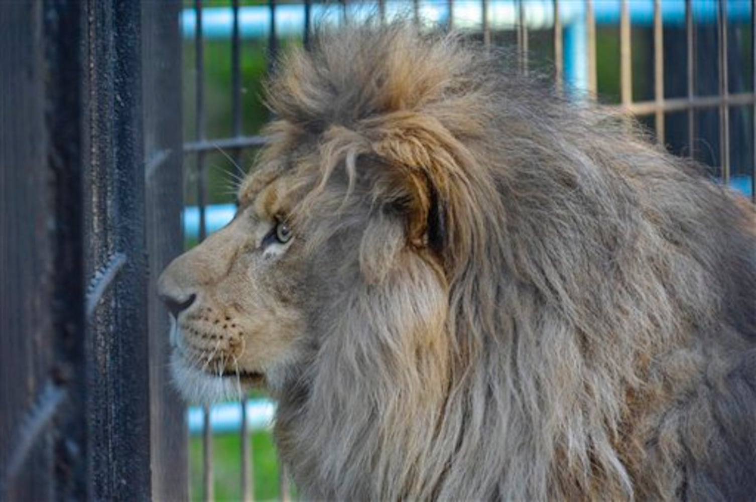 Lion, father of liliger cubs