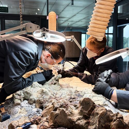 Under the watchful eye of scientists, volunteers clean the skeleton of a mastodonsaurus, a huge amphibian that walked the Earth 240 million years ago, at the Copernicus Science Center in Warsaw, Poland, Tuesday, July 21, 2026. (AP Photo/Claudia Ciobanu)
