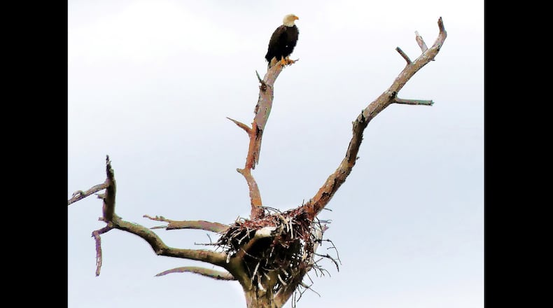 A bald eagle watches over its nest earlier this month at St. Marks National Wildlife Refuge, Fla. The eagle was one of the highlights of a Georgia Audubon bird-watching trip to the refuge. (Charles Seabrook for The Atlanta Journal-Constitution)