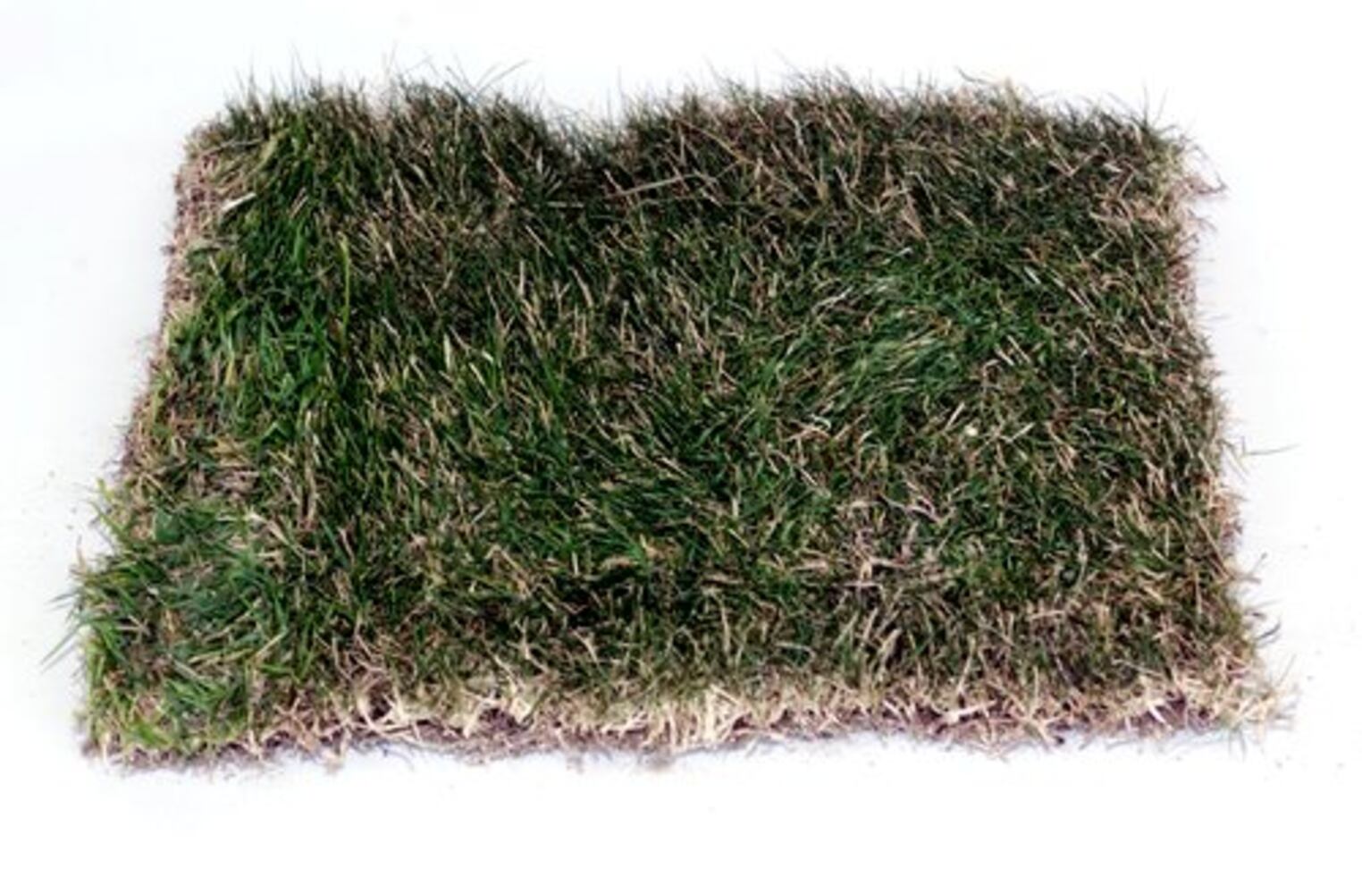 Metro Atlanta's five most common grasses