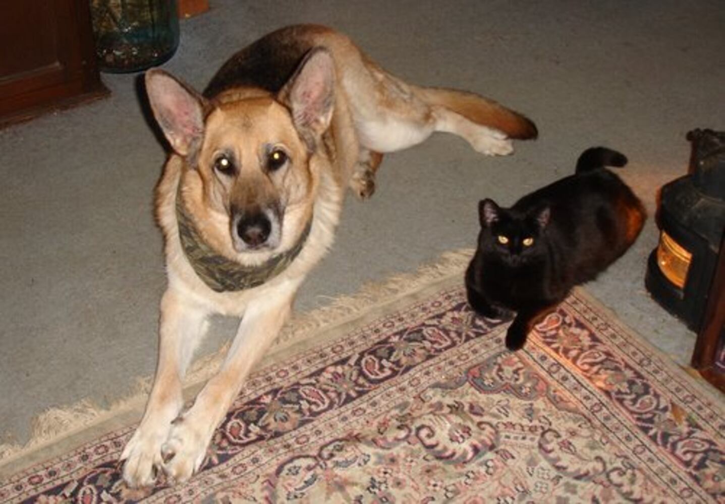 Atlanta's Top Dogs: 3. German Shepherds