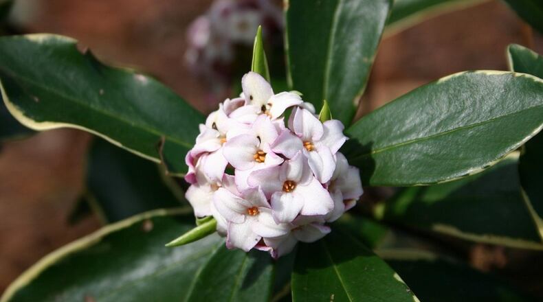 Fragrant daphne flowers are a highly anticipated harbinger of spring. CONTRIBUTED BY WALTER REEVES