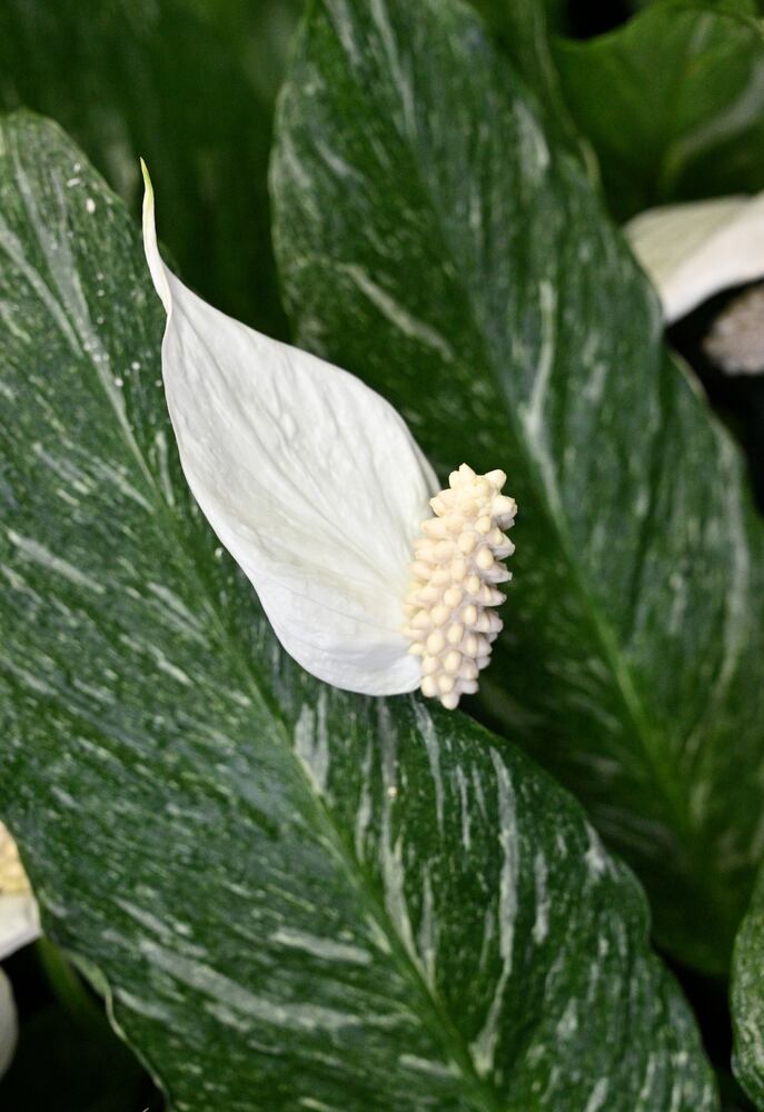 21 indoor, easy-to-care-for plants