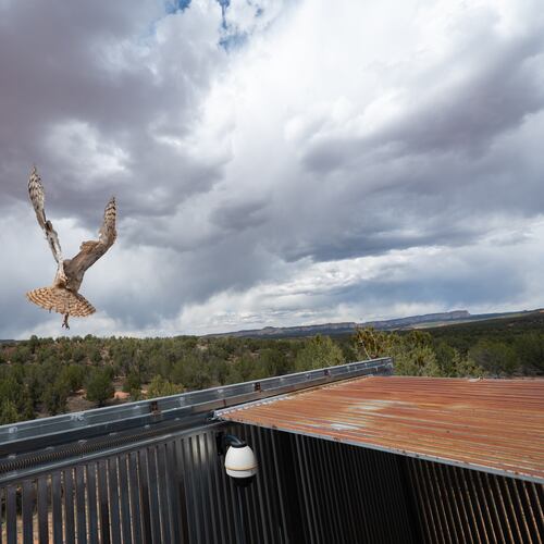 In this photo provided by the Best Friends Animal Society, a great horned owl flies to freedom after surgery at Best Friends Animal Sanctuary in Kanab, Utah, May 1, 2026. (Molly Wald/Best Friends Animal Society via AP)