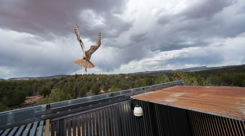 In this photo provided by the Best Friends Animal Society, a great horned owl flies to freedom after surgery at Best Friends Animal Sanctuary in Kanab, Utah, May 1, 2026. (Molly Wald/Best Friends Animal Society via AP)