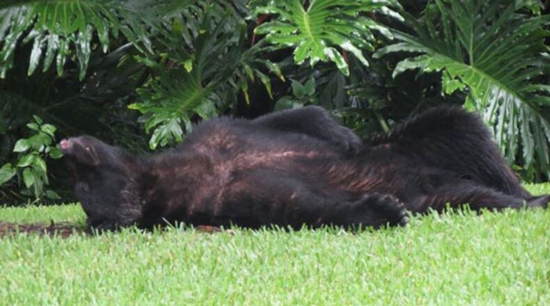 A bear in Seminole County went into someone's garage, ate a 20-pound bag of dog food and then fell asleep on the lawn.