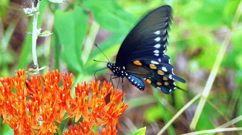 A pipevine swallowtail butterfly sips nectar from a butterfly weed flower cluster. The butterfly weed is perhaps the best loved of Georgia’s 22 milkweed species. CONTRIBUTED BY CHARLES SEABROOK