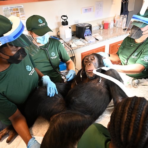 In this handout photo released by Humane World for Animals, a chimpanzee formerly used in research receives a comprehensive health check at a retirement sanctuary for chimpanzees, in Bapakwali, Liberia, on Aug. 25, 2026. (Humane World for Animals via AP)