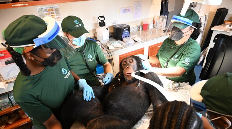 In this handout photo released by Humane World for Animals, a chimpanzee formerly used in research receives a comprehensive health check at a retirement sanctuary for chimpanzees, in Bapakwali, Liberia, on Aug. 25, 2026. (Humane World for Animals via AP)