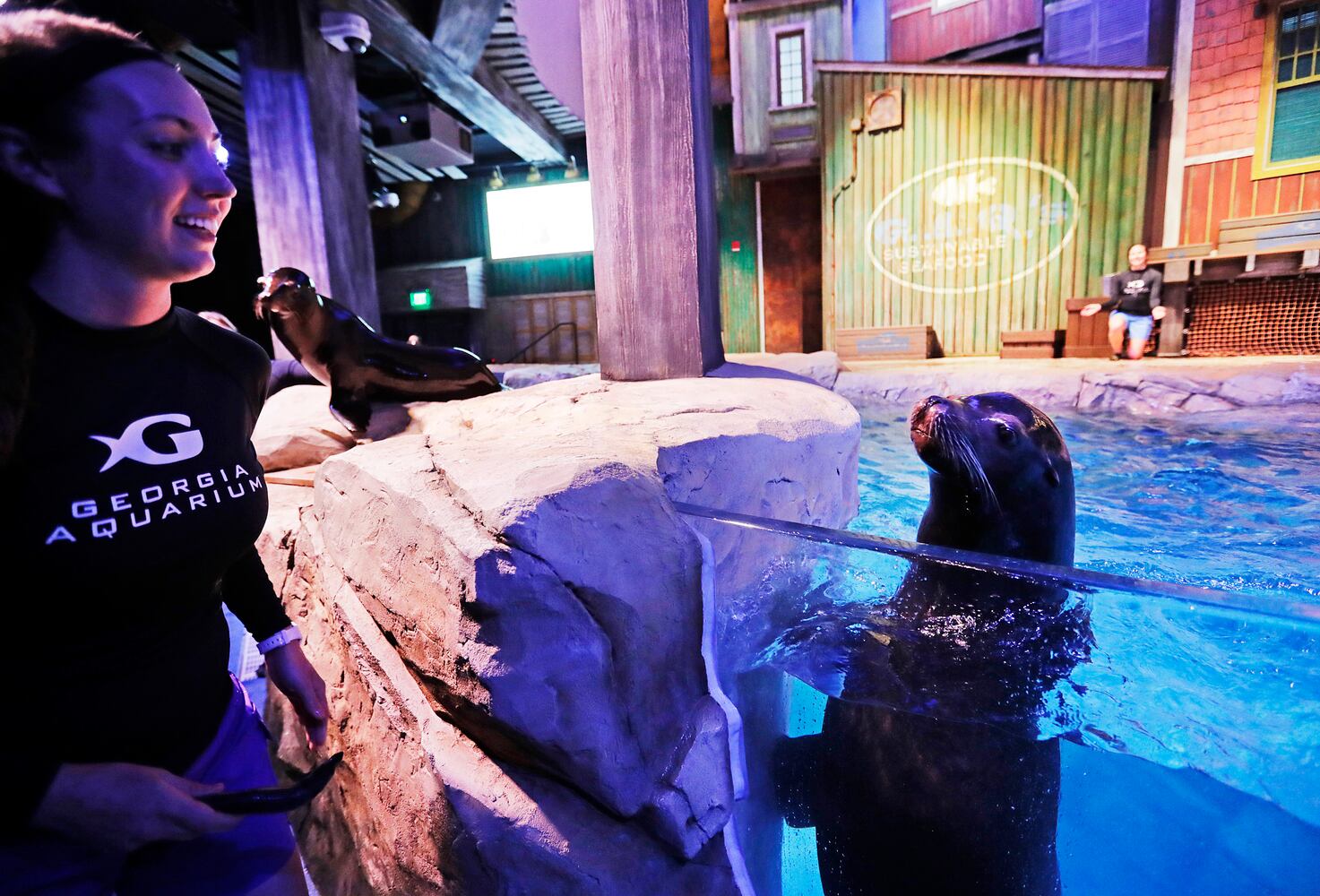 Georgia Aquarium sea lions