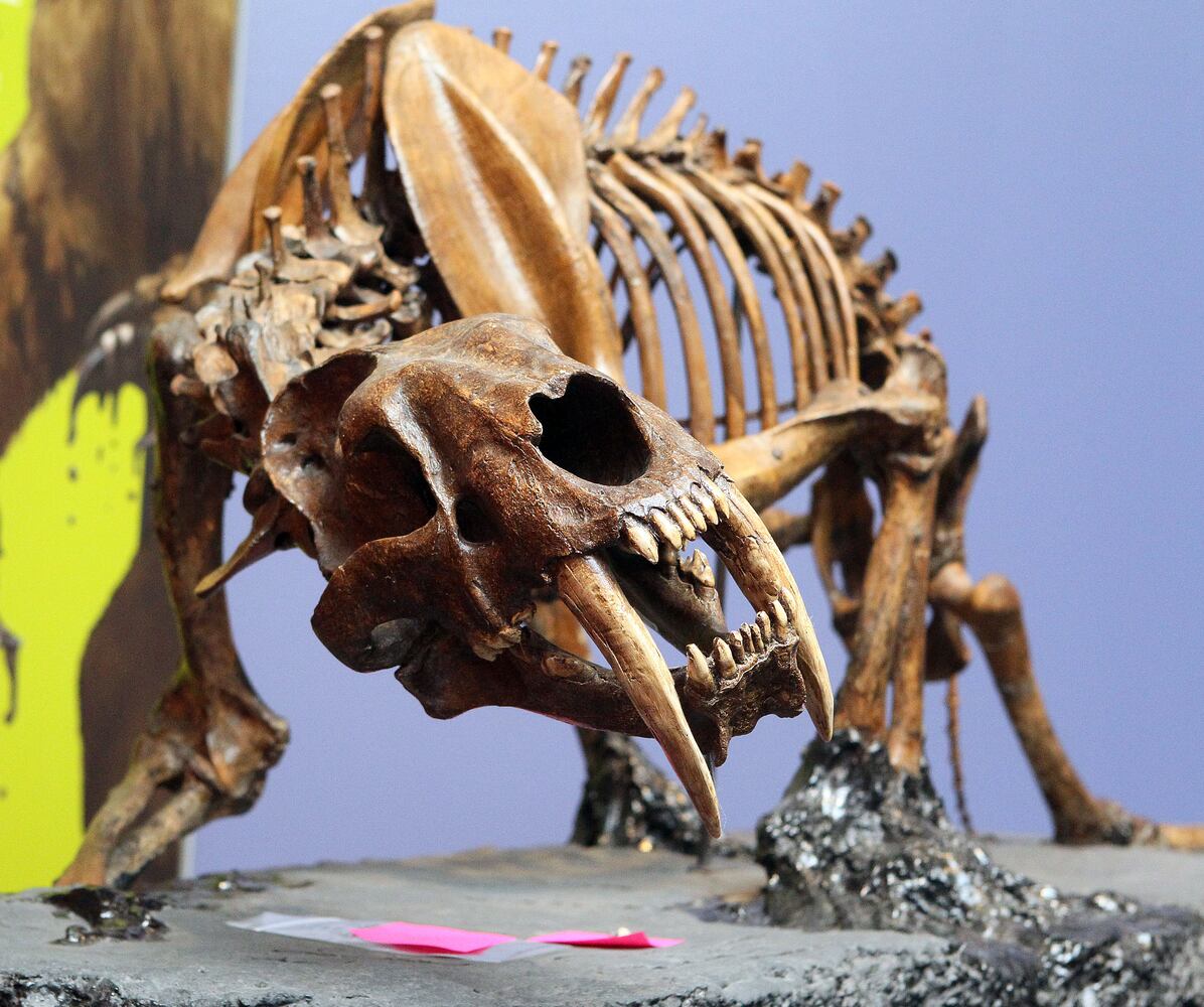 'Extreme Mammals' exhibit at Fernbank Museum