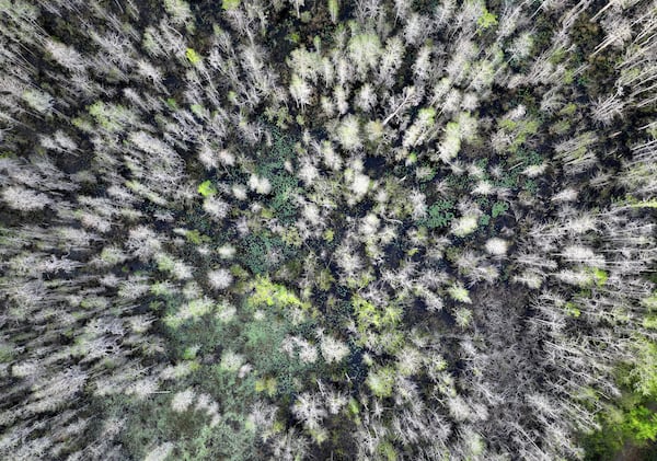 At 407,000 acres, the Okefenokee is the largest National Wildlife Refuge east of the Mississippi River and provides critical habitat to threatened and endangered species. (Hyosub Shin/AJC 2024)