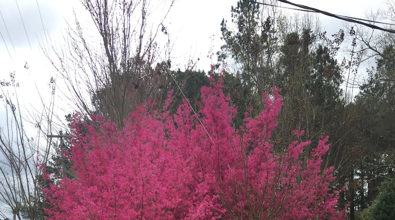 Loropetalum varieties vary greatly in size