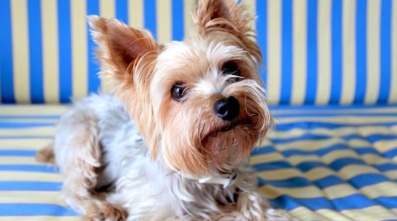 A Yorkshire terrier, similar to the one pictured here, disappeared eight years ago in Fort Myers, Florida. Its owner was amazed when she received a call recently that her dog had been found safe and sound.