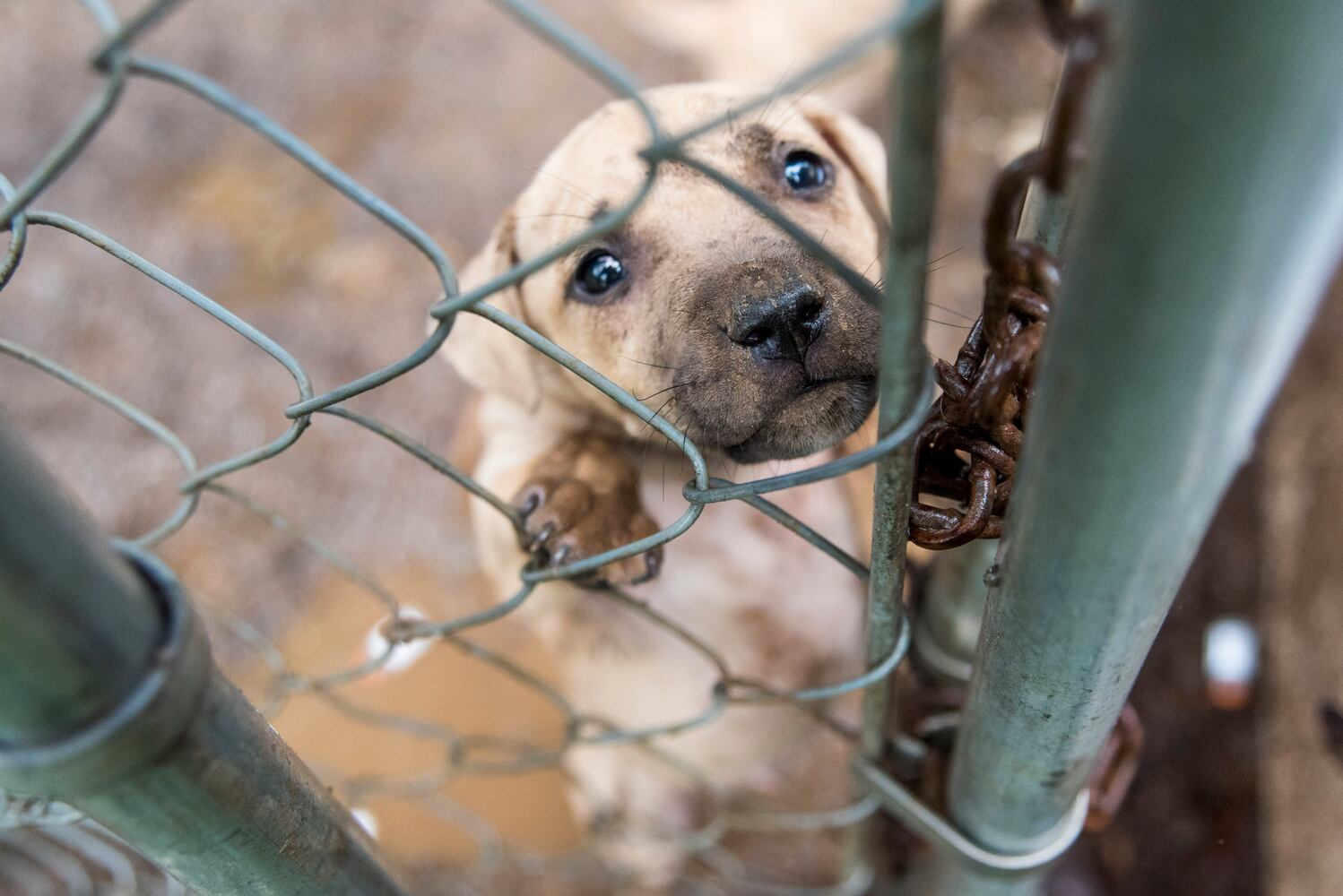 23 dogs seized from suspected Huntersville dog fighting incident