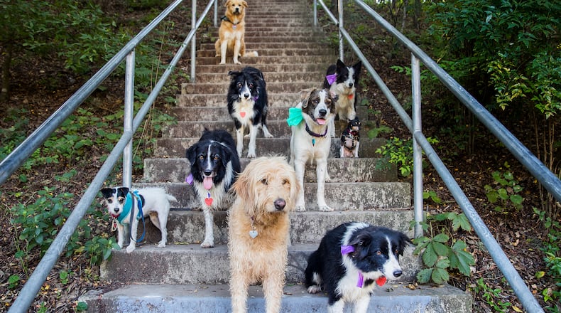 Rover released data on 2017’s dog naming trends this week.